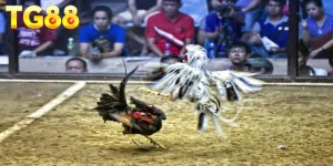 Ảnh đại diện bí kíp đá gà