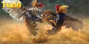 Ảnh đại diện đá gà tre