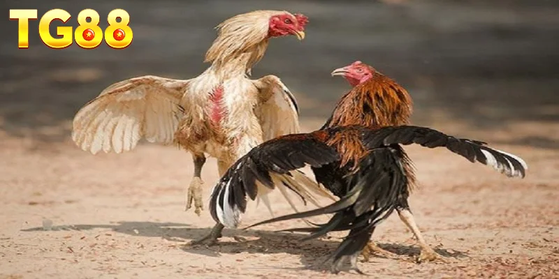 Ưu điểm thu hút người chơi đặt tiền